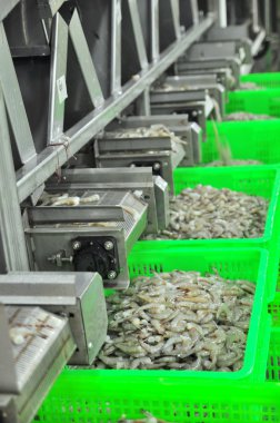 Phan Rang, Vietnam - 29 Aralık 2014: Karides soyulmuş ve Vietnam bir deniz ürünleri fabrikasında dışa aktarmak için makine tarafından boy