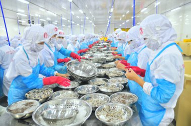 Phan Rang, Vietnam - 29 Aralık 2014: İşçi peeling ve Vietnam bir deniz ürünleri fabrikasında taze çiğ karides işleme
