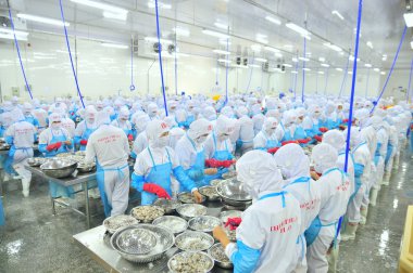 Phan Rang, Vietnam - 29 Aralık 2014: İşçi peeling ve Vietnam bir deniz ürünleri fabrikasında taze çiğ karides işleme