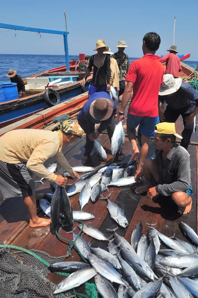 Nha Trang, Vietnam - 5 maj 2012: Fiskare samlar tonfisk som fångas av trålar i havet av Nha Trang-bukten — Stockfoto