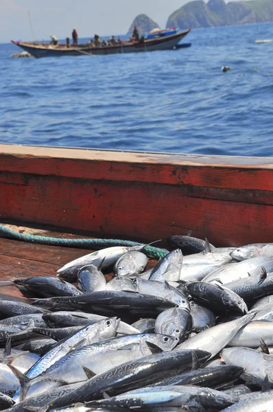 Atún capturado por redes de arrastre en el mar de la bahía de Nha Trang —  Fotos de Stock