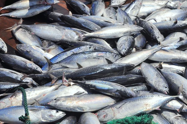 Tuna caught by trawl net in the sea of Nha Trang bay — Stock Photo, Image