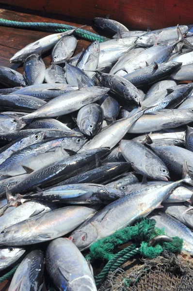 Tuna caught by trawl net in the sea of Nha Trang bay — 图库照片