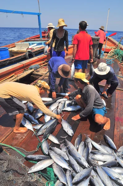 Nha Trang, Vietnam - May 5, 2012: Fishermen are collecting tuna fish caught by trawl nets in the sea of the Nha Trang bay — Stock Photo, Image