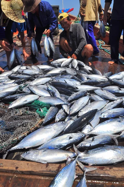 Nha Trang, Vietnam - 5 Mei 2012: Nelayan mengumpulkan ikan tuna yang ditangkap oleh jaring trawl di laut Teluk Nha Trang — Stok Foto