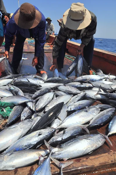 Nha Trang, Vietnam - 5 Mei 2012: Nelayan mengumpulkan ikan tuna yang ditangkap oleh jaring trawl di laut Teluk Nha Trang — Stok Foto