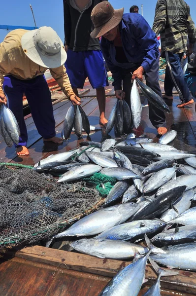Nha Trang, Vietnam - 5 Mayıs 2012: Balıkçı orkinos sürütme ağları Nha Trang defne deniz tarafından yakalanan balık topluyorlar