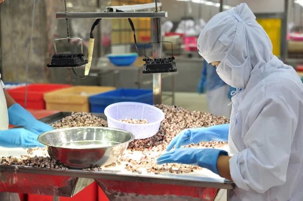 Vung Tau, Vietnam - December 9, 2014: Workers are testing the quality of octopus for exporting in a seafood processing factory — Stock Photo, Image