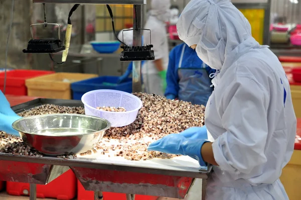 Vung Tau, Vietnam - 9 dicembre 2014: I lavoratori stanno testando la qualità del polpo per l'esportazione in una fabbrica di trasformazione dei prodotti ittici — Foto Stock