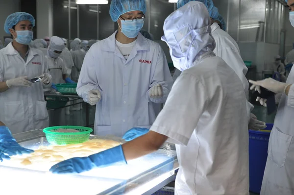 Phan Thiet, Vietnam - December 11, 2014:  Workers are testing the color of squids for exporting in a seafood factory in Vietnam — Stock Photo, Image