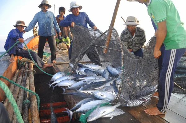 Nha Trang, Vietnam - 5 Mei 2012: Nelayan mengumpulkan ikan tuna yang ditangkap oleh jaring trawl di laut Teluk Nha Trang — Stok Foto