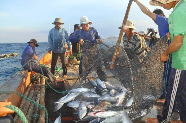 Nha Trang, Vietnam - 5 Mayıs 2012: Balıkçı orkinos sürütme ağları Nha Trang defne deniz tarafından yakalanan balık topluyorlar