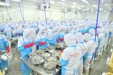 Phan Rang, Vietnam - 29 Aralık 2014: İşçi peeling ve Vietnam bir deniz ürünleri fabrikasında taze çiğ karides işleme