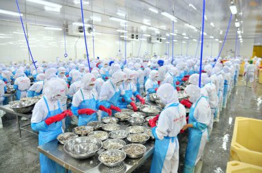 Phan Rang, Vietnam - 29 Aralık 2014: İşçi peeling ve Vietnam bir deniz ürünleri fabrikasında taze çiğ karides işleme