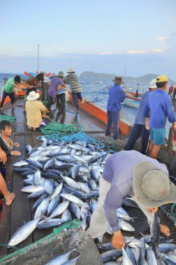 Nha Trang, Vietnam - 5 Mayıs 2012: Balıkçı orkinos sürütme ağları Nha Trang defne deniz tarafından yakalanan balık topluyorlar