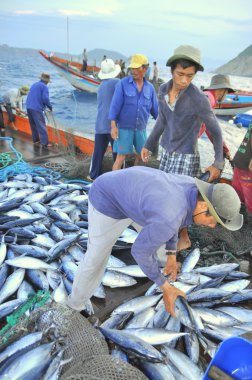 Nha Trang, Vietnam - 5 Mayıs 2012: Balıkçı orkinos sürütme ağları Nha Trang defne deniz tarafından yakalanan balık topluyorlar