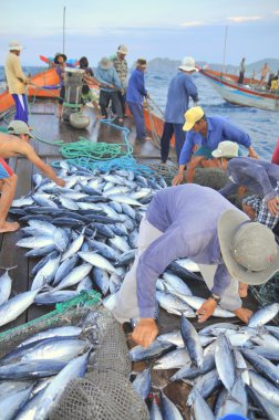 Nha Trang, Vietnam - 5 Mayıs 2012: Balıkçı orkinos sürütme ağları Nha Trang defne deniz tarafından yakalanan balık topluyorlar