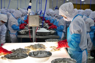 Phan Rang, Vietnam - 29 Aralık 2014: Bir işçi Vietnam bir deniz ürünleri fabrikasında dışa aktarmak için renk işleme karides denetliyor