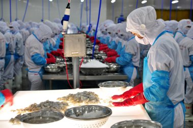 Phan Rang, Vietnam - 29 Aralık 2014: Bir işçi Vietnam bir deniz ürünleri fabrikasında dışa aktarmak için renk işleme karides denetliyor