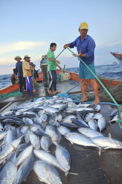 Nha Trang, Vietnam - 5 Mayıs 2012: Balıkçı orkinos sürütme ağları Nha Trang defne deniz tarafından yakalanan balık topluyorlar