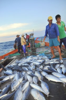 Nha Trang, Vietnam - 5 Mayıs 2012: Balıkçı orkinos sürütme ağları Nha Trang defne deniz tarafından yakalanan balık topluyorlar
