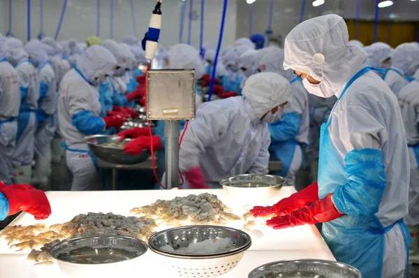 Phan Rang, Vietnam - 29 December 2014: En arbetstagare är att kontrollera färg bearbetade räkor för att exportera i en skaldjur fabrik i Vietnam — Stockfoto