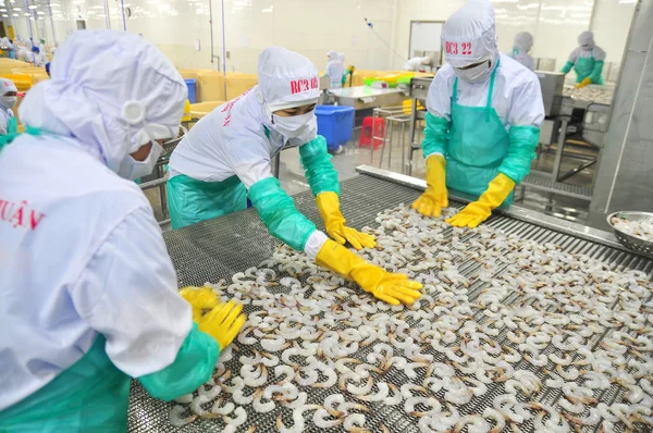 Phan klingelte, Vietnam - 29. Dezember 2014: Arbeiter arrangieren in einer Fischfabrik in Vietnam Garnelen in einer Schlange vor der Gefriermaschine — Stockfoto