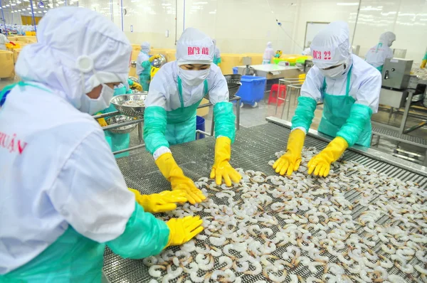 Phan Rang, Vietnam - December 29, 2014: Workers are arranging shrimps in a line to the freezing machine in a seafood factory in Vietnam — Stock Photo, Image