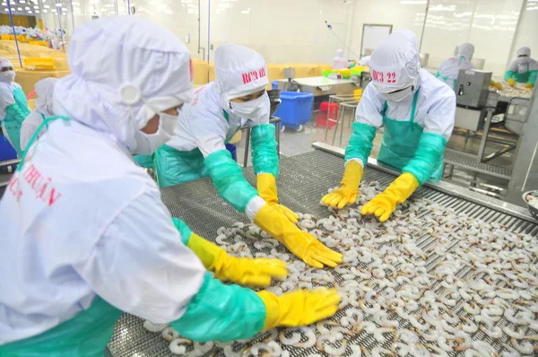 Phan Rang, Vietnam - December 29, 2014: Workers are arranging shrimps in a line to the freezing machine in a seafood factory in Vietnam — Stock Photo, Image