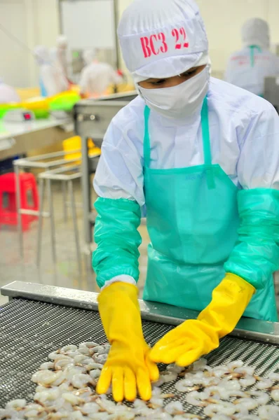 Phan Rang, Vietnam - December 29, 2014: Workers are arranging shrimps in a line to the freezing machine in a seafood factory in Vietnam — Stock Photo, Image