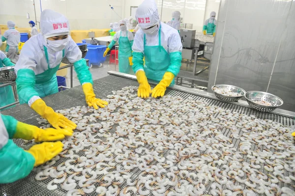 Phan Rang, Vietnã - 29 de dezembro de 2014: Os trabalhadores estão organizando camarões em uma linha para a máquina de congelamento em uma fábrica de frutos do mar no Vietnã — Fotografia de Stock