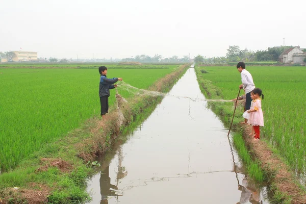 Nam Dinh, Vietnam - 28 de marzo de 2010: Los niños juegan en el campo de arroz en el norte de Vietnam — Foto de Stock