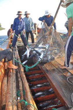 Nha Trang, Vietnam - 5 Mayıs 2012: Balıkçı orkinos sürütme ağları Nha Trang defne deniz tarafından yakalanan balık topluyorlar