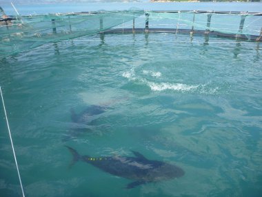 Cam Ranh, Vietnam - 16 Mart 2012: Tarım Vietnam Cam Ranh koyu sarı yüzgeçli orkinos kafes