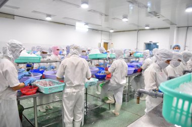 Phan Thiet, Vietnam - 11 Aralık 2014: İşçi Vietnam bir deniz ürünleri fabrikasında dışa aktarmak için mürekkep soyma