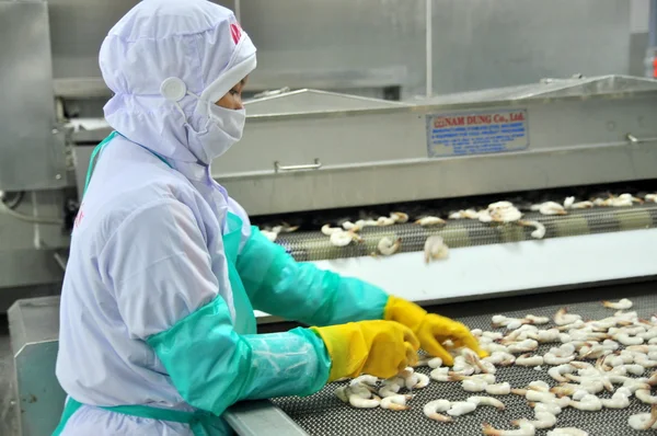 Phan Rang, Vietnam - December 29, 2014: Workers are arranging shrimps in a line to the freezing machine in a seafood factory in Vietnam — Stock Photo, Image