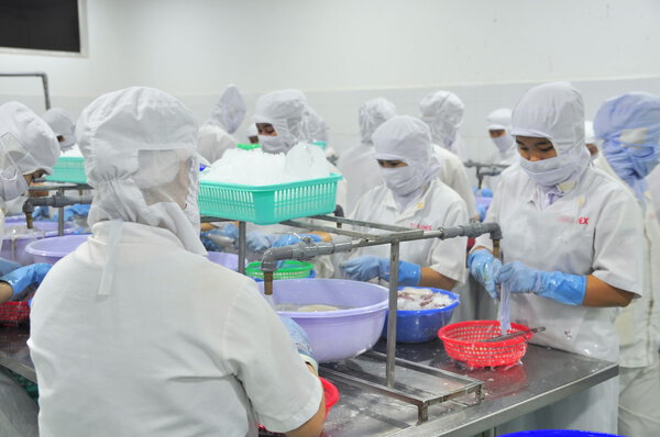 Phan Thiet, Vietnam - December 11, 2014: Workers are peeling squids for exporting in a seafood factory in Vietnam