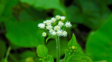 Gelişen tropikal beyaz ot (Adenostemma)