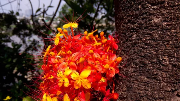Floraison Rouge Orange Ashoka Fleurs — Photo