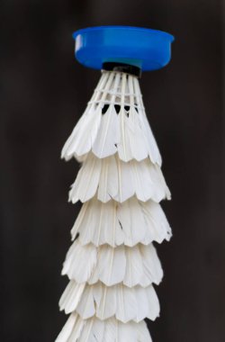 Bir grup beyaz tüy..