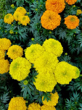 Güzel turuncu ve sarı kadife çiçekleri.