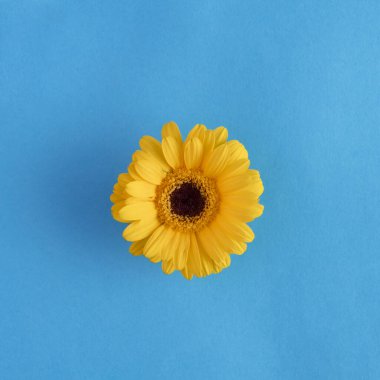 Mavi arka planda sarı çiçek. Minimum düzlük