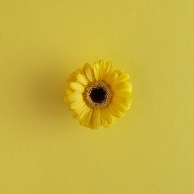 Sarı arka planda sarı çiçek. Minimum düzlük