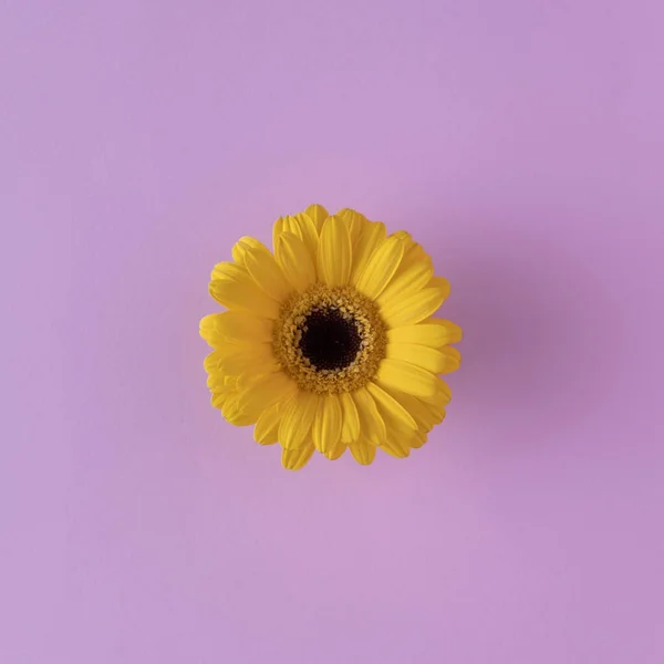 Pembe arka planda sarı çiçek. Minimum düzlük