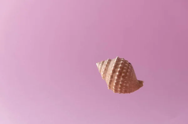 Pembe arka planda deniz kabukları