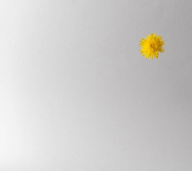 Gri arka planda sarı karahindiba. Asgari yaz fikri. Boşluğu kopyala