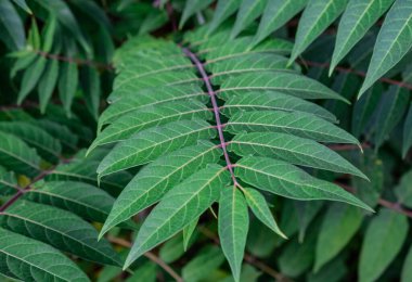 Yaratıcı doğa geçmişi. Yeşil tropik palmiye yaprakları. Yaz kavramı. Çağdaş biçim