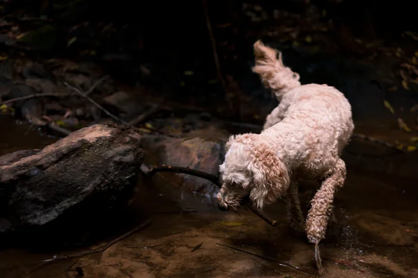 Perro buscando un palo grande en una piscina de cascada —  Fotos de Stock