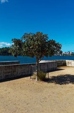 Balast noktası Park suların çekildiği kıyı set Sydney yalnız ağacı