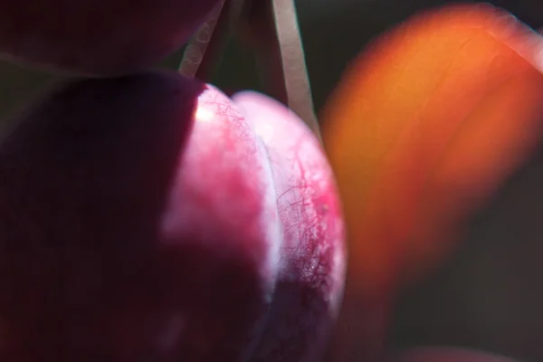 Close-up de frutos de ameixa e folha — Fotografia de Stock